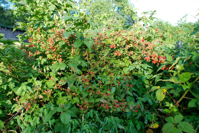 this-week-in-the-garden-end-of-July-blackberry-brambles | tinyfarmhouse