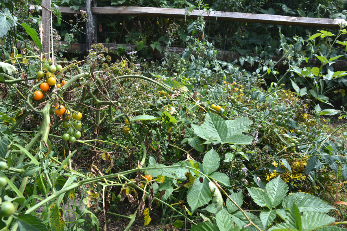 This Week in the Garden – Early-August and so much mess | Tiny Farmhouse