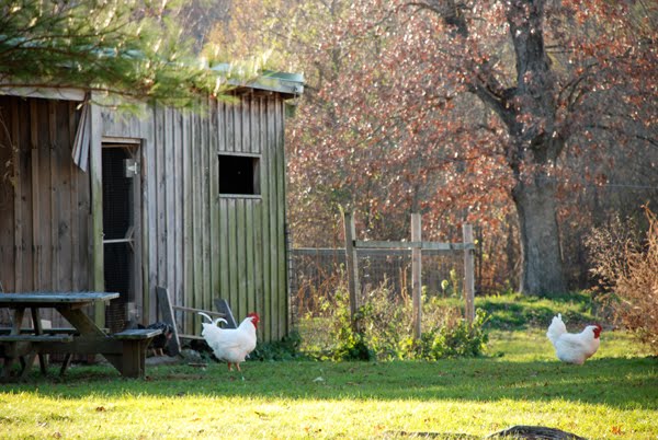 This Week in the Garden, Early April: We’ve Started Nearly 100 Plants from Seed. Oh, and, It Appears, We’ve Started a Farm.