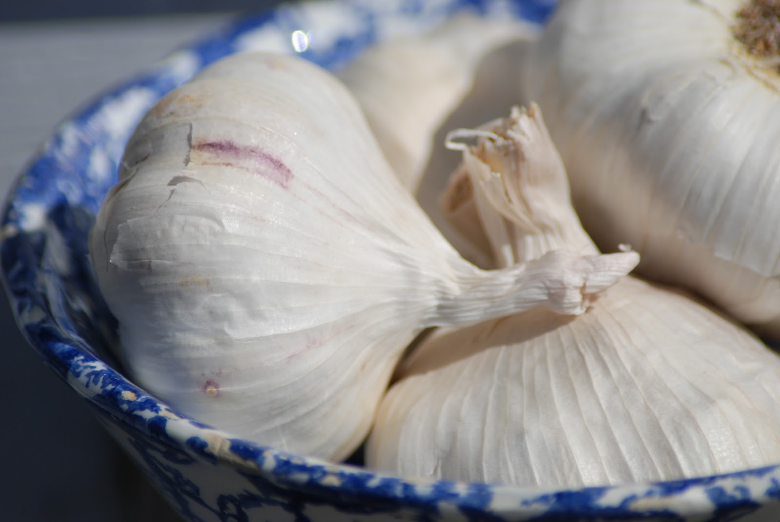 Planting Garlic