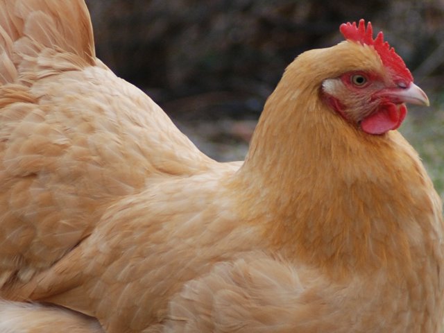 Chicken Hypnosis