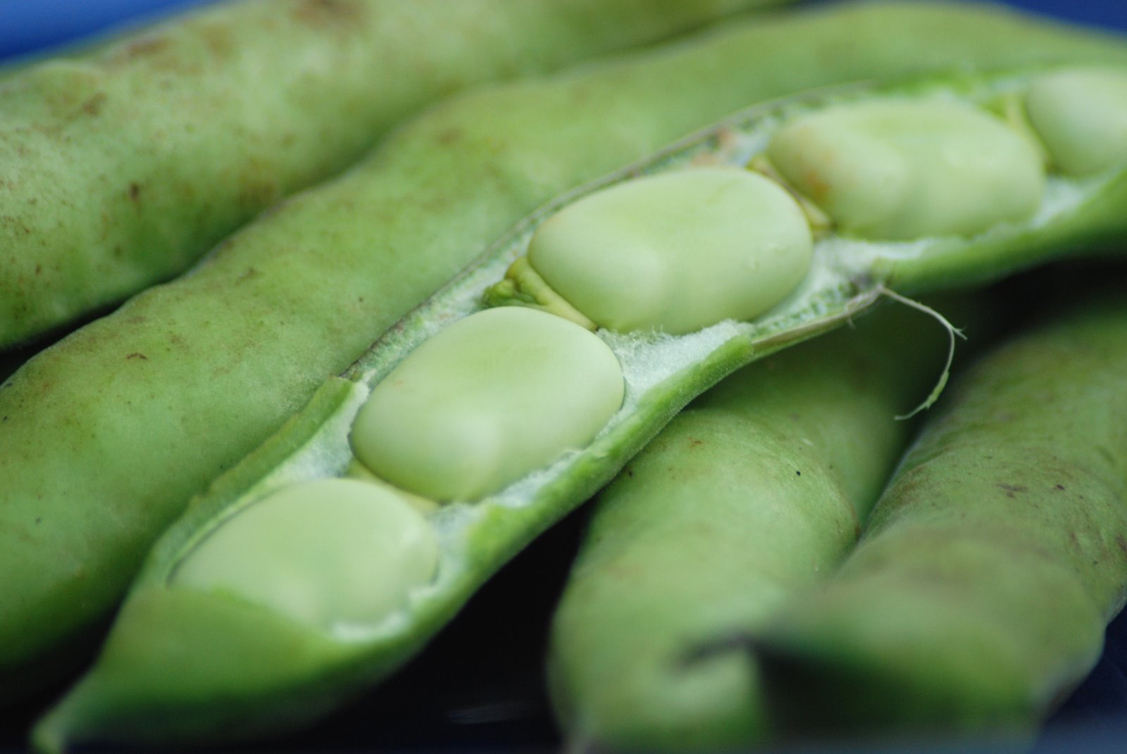 Fava Bean Crostini